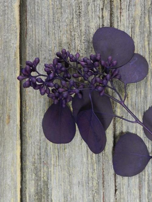 PURPLE TINTED SEEDED EUCALYPTUS
